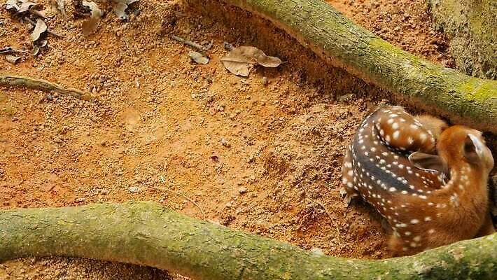 동물 공원 여자 남자 야생동물 밭 포유류 자연 초식동물 털 뿔 사람없음 야외 태양 갈색 머리 봄 흰색 아기 점 숲 사파리 뿌리 서식지 내추럴 동물상 아기사슴 암사슴 전국 MOV 해외동영상 클립영상 자연요소 계절 공공시설 새끼 컬러 농업 사슴 사람 신체부위 조형물 암컷 생태계 동영상 파일형식