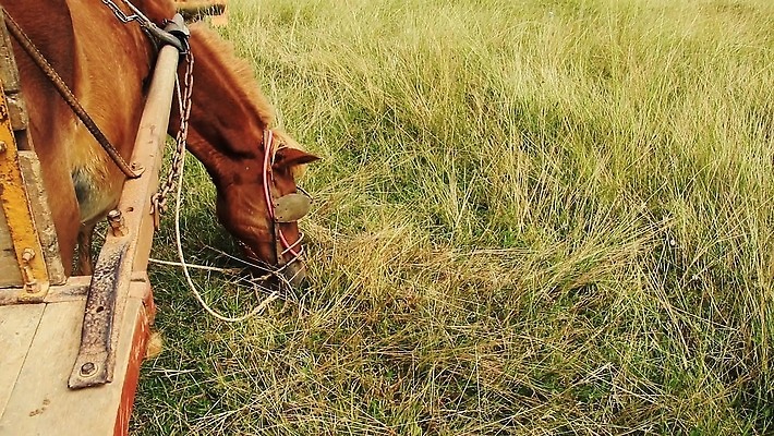 백그라운드 밭 농업 포유류 교통시설 사람없음 야외 농경지 가축 목장 공백 시골 닫기 방목 먹기 전원생활 망아지 카피스페이스 4K MP4 해외동영상 클립영상 동물 산업 새끼 교통 모션 생활 농장 말_동물 축산업 시설 동영상 파일형식