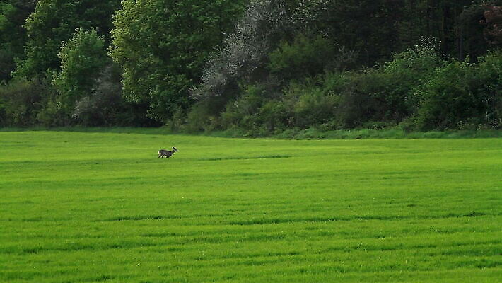동물 1 야생동물 밭 농업 자연 초식동물 사슴 잔디 성인 사람없음 야외 초록색 빛 갈색 달러 황혼 봄 새벽 시골 저녁 숲 사냥 내추럴 암사슴 MOV 해외동영상 클립영상 자연요소 식물 계절 산업 컬러 돈 포유류 사람 일몰 야간 암컷 생태계 동영상 파일형식