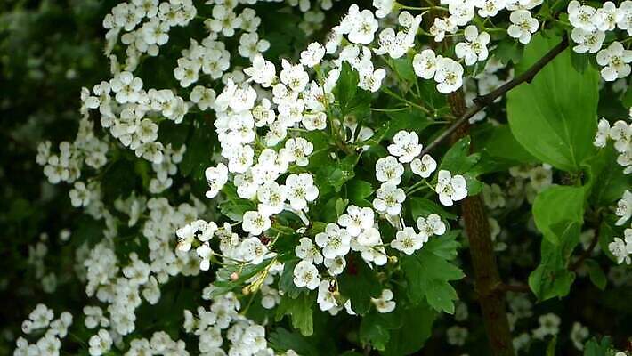 나무 식물 계절 잎 자연 건강 사람없음 초록색 봄 벚꽃 흰색 나뭇가지 가시 약초 숲 허브 날것 내추럴 HD MP4 해외동영상 클립영상 꽃 컬러 풀_식물 생태계 동영상 파일형식