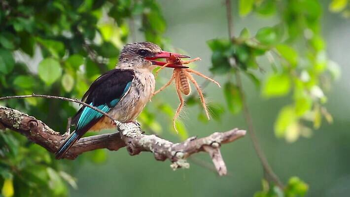 동물 야생동물 곤충 아프리카 자연 조류 국립공원 사람없음 관광지 황무지 보호 먹이 먹기 사파리 거미 남아프리카 물총새 보츠와나 보호구역 크루거 MOV 해외동영상 클립영상 공원 나라 여행 컨셉 모션 생태계 동영상 남아프리카공화국 구역 파일형식
