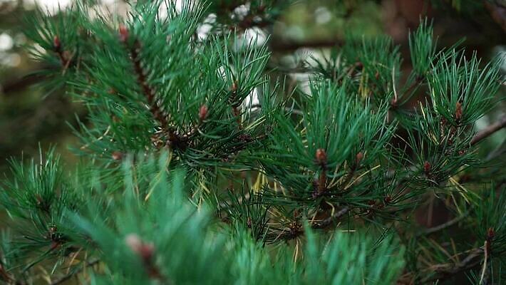 나무 식물 전통 계절 잎 크리스마스 겨울 자연 추상 휴가 새로움 기념 요정 사람없음 장식 초록색 축제 나뭇가지 신선 소나무 바늘 닫기 숲 12월 연도 상록수 침엽수 전나무 원뿔 내추럴 노엘 완벽 가문비나무 MOV 해외동영상 클립영상 도형 기념일 컬러 컨셉 무늬 모션 도구 날짜 생태계 동영상 파일형식