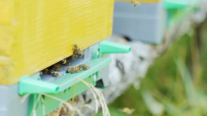 동물 야생동물 곤충 모션 자연 주택 사람없음 야외 목재 여름 햇빛 농장 노란색 작업 그룹 닫기 벌레 꿀벌 벌 묘사 준비 싸움 꽃가루 커뮤니티 꿀 벌집 드론 생태학 식민지 왁스 지능 MOV 해외동영상 슬로모션 클립영상 나무 계절 교육 컬러 농업 재료 촬영기법 건물 태양 벌_곤충 가루 생태계 동영상 파일형식