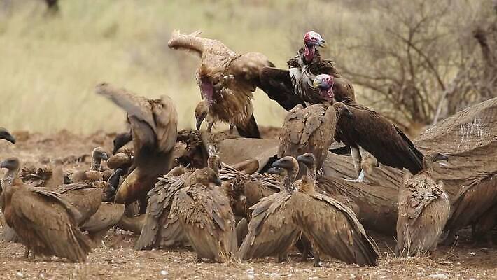 날개 모션 아프리카 자연 조류 코끼리 사람없음 야외 경쟁 클립 부리 동영상 남쪽 내추럴 경보 공격적 남아프리카 수유 썩음 생존 HD 크루거 MOV 해외동영상 클립영상 동물 나라 컨셉 포유류 방향 생태계 남아프리카공화국 파일형식