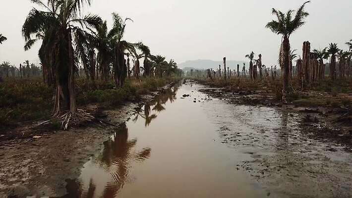 나무 바다 잎 신체 열대 손바닥 사람없음 목재 야자수 갈색 평화 환경 침묵 사막 죽음 큼 유연 통나무 시들음 비극 생태학 썩음 혼자 수평선 세련 비어있는 4K MOV 해외동영상 클립영상 식물 손 교육 컬러 컨셉 재료 소리 크기 동영상 파일형식