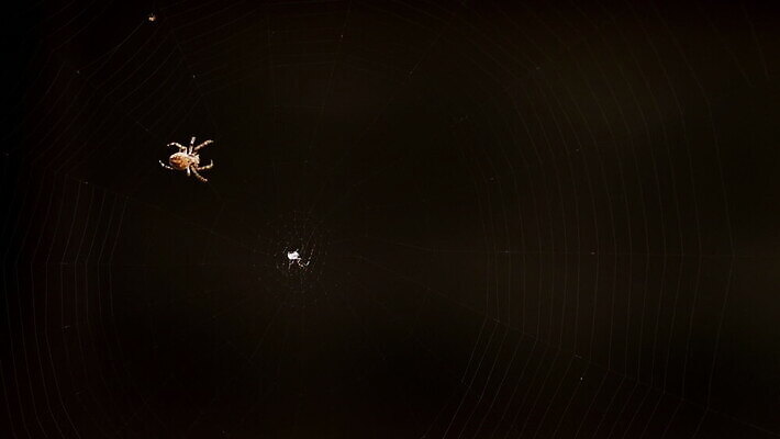 동물 컬러 곤충 백그라운드 패턴 자연 사람없음 야외 초록색 빛 정원 검은색 웹 새벽 그물 벌레 거미줄 거미 올가미 내추럴 변소 짜기 MOV 해외동영상 클립영상 자연요소 무늬 인터넷 모션 생태계 동영상 파일형식