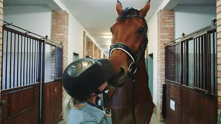 동물 스포츠 키스 사랑 한명 만지기 승마 헬멧 준비 동반자 라이더 4K 순혈 MOV 해외동영상 클립영상 1 감정 모션 사람 보호장비 애정표현 동영상 파일형식