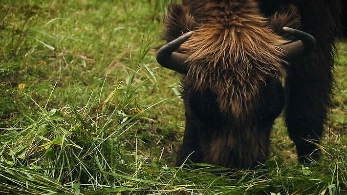 동물 남자 유럽 야생동물 포유류 자연 털 뿔 풍경 초원 사람없음 야외 갈색 황무지 군중 위험 큼 방목 들소 먹기 황소 내추럴 동물상 전국 MOV 해외동영상 클립영상 나라 컬러 컨셉 모션 사람 조형물 소 축산업 크기 생태계 동영상 파일형식
