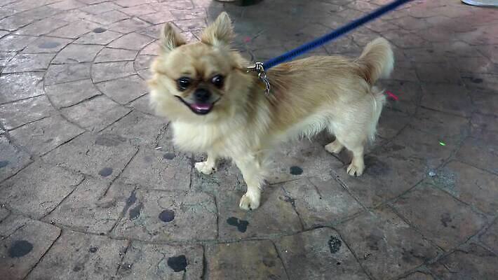 동물 척추동물 1 응시 얼굴 포유류 모션 친절 생물 그림자 서기 사람 사람없음 야외 반려동물 반사 귀여움 트래킹 골동품 벨트 주름 개 달콤 강아지 야간 작음 자르기 혀 황소 귀 불독 경보 기르기 복종 어려움 유래 4K MP4 해외동영상 클립영상 자연요소 시선 잡화 컨셉 레저 신체부위 입 소 맛 크기 동영상 돌봄 파일형식