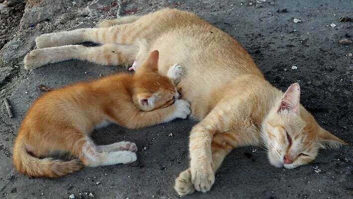 동물 여자 어린이 음식 포유류 가족 엄마 휴식 털 사랑 사람없음 목재 반려동물 고양이 우유 간호사 마시기 흰색 아기 신생아 빨다 작음 먹이 먹기 간호 배고픔 4K MP4 해외동영상 클립영상 나무 감정 컬러 컨셉 재료 관계 모션 유제품 사람 의료진 크기 동영상 파일형식