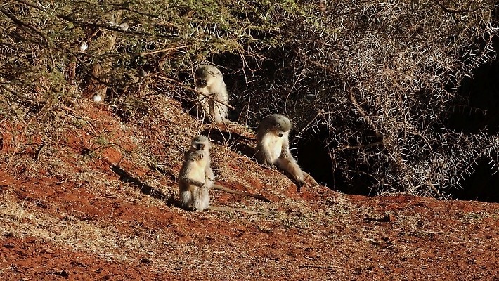 동물 야생동물 포유류 모션 아프리카 자연 생물 국립공원 앉기 사람없음 야외 햇빛 원숭이 황무지 사파리 클립 서식지 유인원 동영상 내추럴 남아프리카 동물상 생태학 4K HD MOV 해외동영상 클립영상 공원 교육 나라 태양 조형물 생태계 파일형식