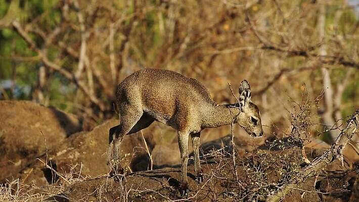동물 응시 야생동물 모션 아프리카 자연 초식동물 사람없음 야외 환경 황무지 보호 작음 사파리 클립 귀 영양 서식지 동영상 내추럴 남아프리카 동물상 생태학 수유 HD 크루거 MOV 해외동영상 클립영상 시선 교육 나라 컨셉 신체부위 조형물 크기 생태계 남아프리카공화국 파일형식