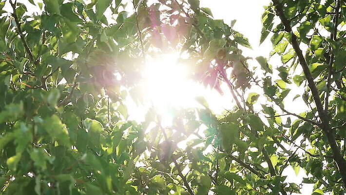 나무 식물 계절 공원 문화 백그라운드 잎 자연 사람없음 야외 초록색 여름 빛 햇빛 태양 정원 맑음 봄 성장 광선 나뭇가지 숲 내추럴 MOV 해외동영상 슬로모션 클립영상 자연요소 공공시설 컬러 날씨 촬영기법 생태계 동영상 파일형식