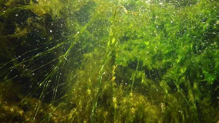 식물 호수 바다 컬러 백그라운드 잎 자연 풍경 사람없음 초록색 물 강 환경 수중 젖음 잡초 개울 해조류 아래 질감 내추럴 광합성 산화 4K MP4 해외동영상 클립영상 자연요소 해양식물 방향 생태계 위치 동영상 파일형식