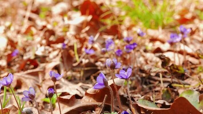 식물 계절 꽃 줄기 백그라운드 잎 꽃무늬 자연 사람없음 초록색 파란색 뷰티 정원 보라색 봄 들꽃 벚꽃 신선 개화 숲 작음 제비꽃 서리 노루귀 아네모네 헌병 4K MP4 해외동영상 클립영상 컬러 무늬 군인 크기 생태계 동영상 파일형식
