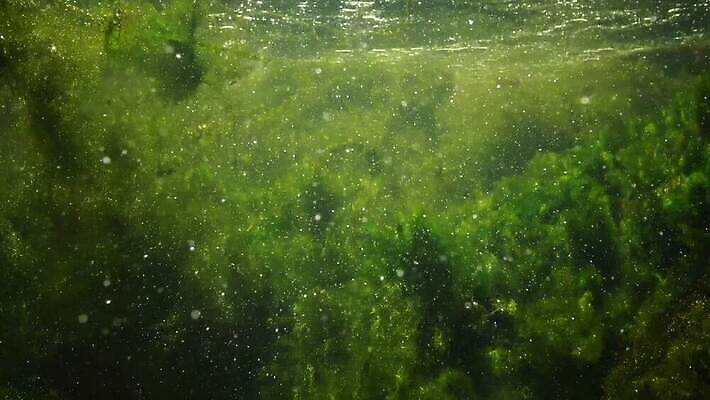 식물 백그라운드 패턴 모션 자연 추상 사람없음 야외 초록색 물 강 폭포 흐름 신선 개울 해조류 숲 속도 질감 내추럴 광합성 산화 4K MP4 해외동영상 클립영상 자연요소 컬러 컨셉 무늬 해양식물 생태계 동영상 파일형식