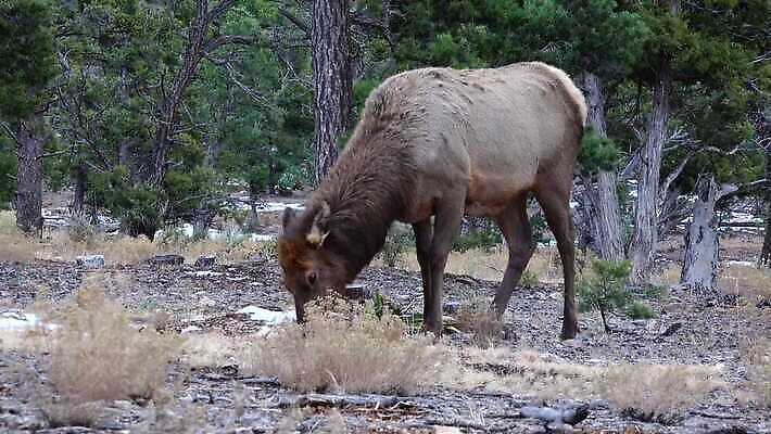 동물 공원 야생동물 백그라운드 포유류 자연 하늘 사슴 산 뿔 사람없음 숲 큼 트로피 황소 사냥 캘리포니아 사냥꾼 애리조나 서식지 뉴멕시코 서쪽 엘크 콜로라도 텍사스 4K MP4 해외동영상 클립영상 직업 공공시설 미국 소 크기 방향 상_우승 생태계 동영상 파일형식