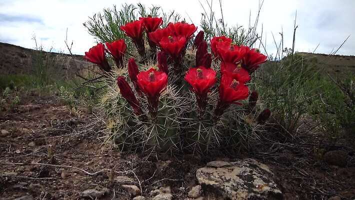 식물 공원 꽃 분홍색 자연 선인장 사람없음 컵 빨간색 초록색 뷰티 미국 사막 벚꽃 개화 닫기 애리조나 고슴도치 전국 4K MP4 해외동영상 클립영상 식기 공공시설 컬러 북아메리카 포유류 모션 생태계 동영상 파일형식
