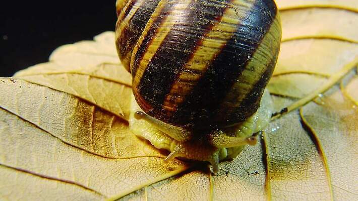 동물 야생동물 백그라운드 자연 연체동물 나선형 사람없음 야외 초록색 갈색 정원 젖음 껍질 덮기 느림 내추럴 기어가기 식용 끈적임 4K MP4 해외동영상 클립영상 컬러 무늬 모션 무척추동물 생태계 동영상 파일형식