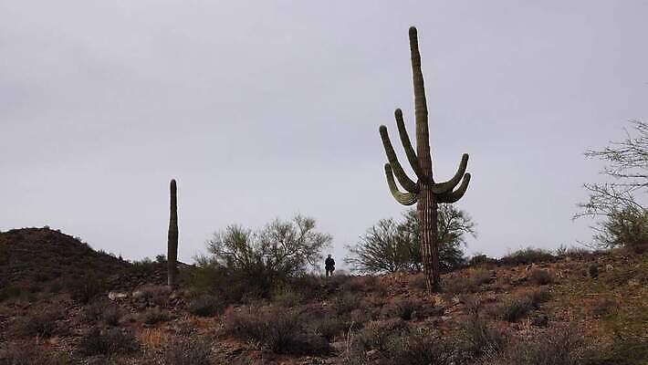 식물 공원 꽃 분홍색 백그라운드 자연 하늘 날씨 산 선인장 건조 통 풍경 사람없음 초록색 파란색 미국 봄 새벽 사막 뜨거움 가시 황무지 냄비 큼 아래 척추 각도 암초 애리조나 내추럴 다육식물 전국 4K MP4 해외동영상 클립영상 자연요소 계절 공공시설 컬러 북아메리카 뼈 솥 크기 방향 생태계 위치 동영상 파일형식