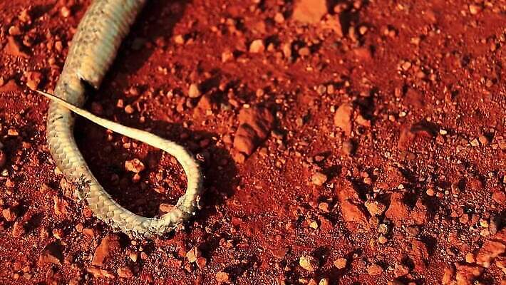 동물 야생동물 파충류 자연 건조 사람없음 야외 여름 환경 죽음 뜨거움 황무지 호주 위험 사건 생물학 가뭄 지구온난화 찌그러짐 기후변화 생태학 썩음 오지 오프로드 피해자 흙길 틸트업 MP4 해외동영상 클립영상 계절 교육 길 컨셉 날씨 촬영기법 사람 흙 피해 변화 오세아니아 생태계 동영상 파일형식