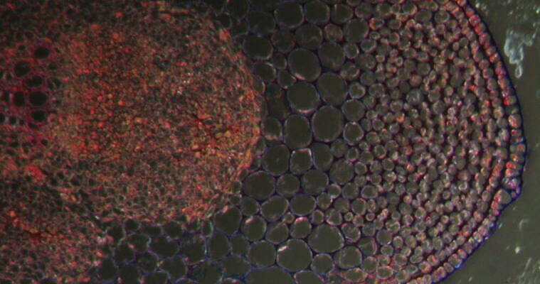식물 꽃 줄기 과학 이동 패턴 세포 사람없음 빨간색 초록색 시험 성장 나뭇가지 조직 확대 밀가루 지원 4K 현미경관찰 MOV 해외동영상 클립영상 나무 교육 컬러 컨셉 무늬 관찰 가루 동영상 파일형식