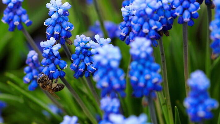 식물 계절 꽃잎 꽃 곤충 백그라운드 꽃무늬 밭 자연 포도 초원 사람없음 야외 초록색 파란색 정원 보라색 봄 벚꽃 수분 벌 제비꽃 꿀 히아신스 MOV 해외동영상 클립영상 동물 컬러 무늬 농업 과일 생태계 동영상 파일형식
