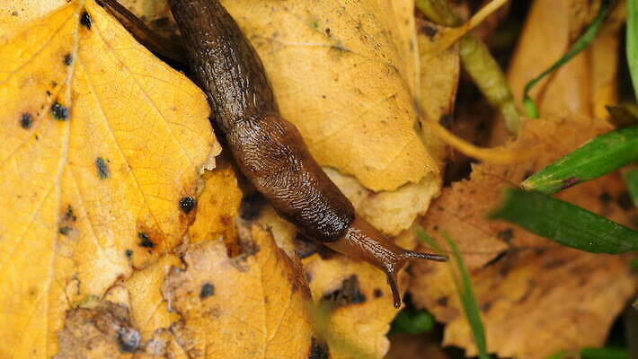 동물 야생동물 잎 자연 생물 연체동물 사람없음 갈색 노란색 정원 젖음 껍질 느림 내추럴 기어가기 민달팽이 끈적임 4K MOV 해외동영상 클립영상 식물 컬러 모션 무척추동물 생태계 동영상 파일형식 달팽이_동물