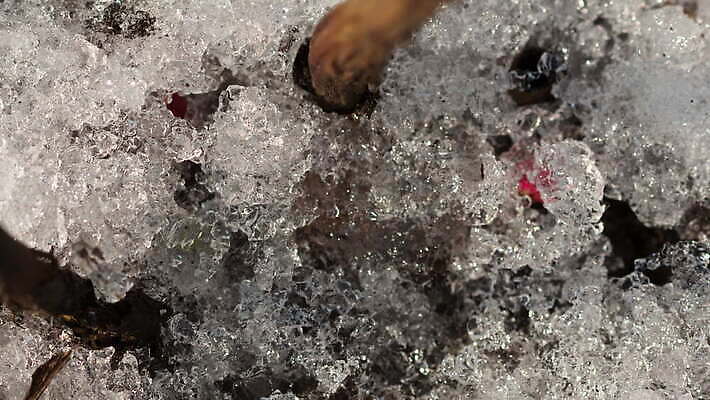 식물 계절 백그라운드 겨울 밭 자연 날씨 따뜻함 초원 사람없음 야외 초록색 물 빛 태양 새싹 냉동 얼음 봄 흰색 녹음 닫기 시원함 땅 유기농 서리 내추럴 작약 4K MOV 해외동영상 클립영상 자연요소 웰빙 꽃 컬러 농업 모션 기록 생태계 동영상 파일형식