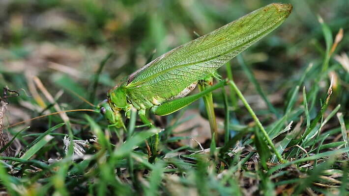 식물 동물 곤충 날개 자연 무척추동물 안테나 앉기 사람없음 야외 초록색 여름 칼날 해충 메뚜기 MOV 해외동영상 클립영상 계절 컬러 통신 모션 벌레 생태계 동영상 파일형식