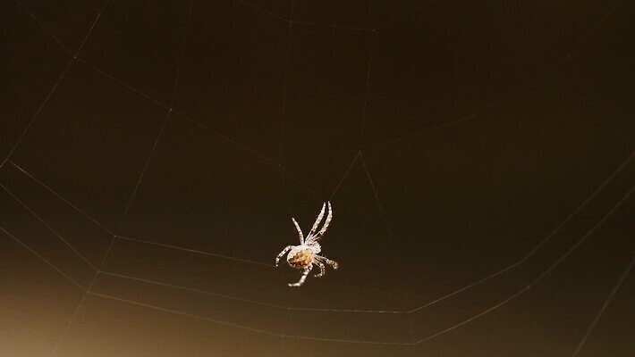 동물 컬러 곤충 백그라운드 패턴 자연 사람없음 야외 초록색 빛 정원 검은색 웹 새벽 그물 벌레 거미줄 거미 올가미 내추럴 변소 짜기 MOV 해외동영상 클립영상 자연요소 무늬 인터넷 모션 생태계 동영상 파일형식