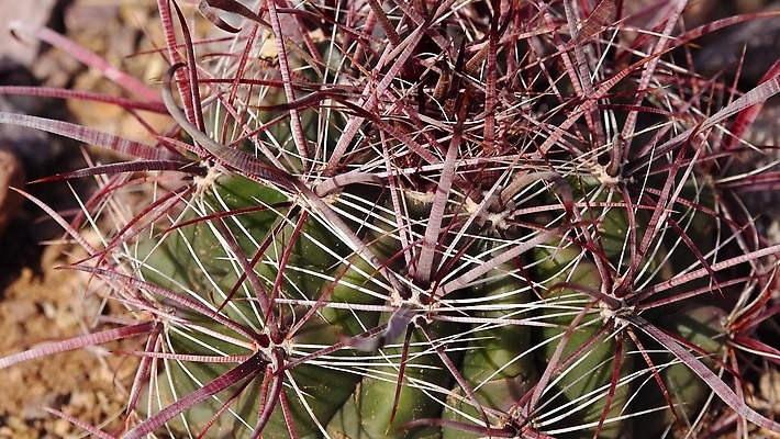 식물 자연 선인장 건조 사람없음 미국 사막 가시 날카로움 애리조나 천연기념물 다육식물 4K 건조기후 MP4 해외동영상 클립영상 북아메리카 생태계 동영상 파일형식