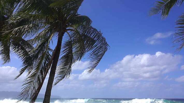 나무 파도 바다 섬 여행 자연 하늘 바람 휴가 휴식 열대 손바닥 사람없음 물 야자수 맑음 고요 서핑 탈출 휴양지 하와이 태평양 코코넛 이국적 파라다이스 하와이인 카피스페이스 4K MOV 해외동영상 클립영상 자연요소 외국인 식물 손 컨셉 과일 날씨 미국 공백 장소 수상스포츠 생태계 동영상 파일형식