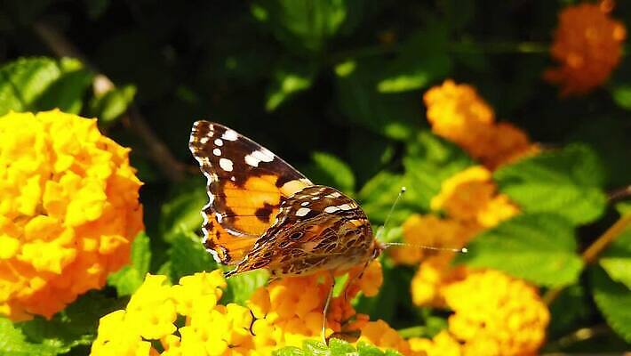 식물 꽃 나비 곤충 잎 날개 모션 자연 사람없음 빨간색 초록색 컬러풀 환경 모임 벚꽃 그리기 닫기 큼 수집 흔들림 보케 꽃가루 꿀 느림 블러효과 세이지 수유 코스모폴리탄 MP4 해외동영상 클립영상 동물 컬러 칵테일 크기 가루 생태계 동영상 블러 파일형식 효과