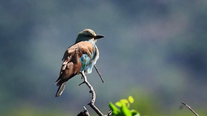 동물 야생동물 모션 아프리카 자연 조류 바람 국립공원 사람없음 야외 파란색 관광지 황무지 보호 사파리 롤러 남아프리카 보츠와나 보호구역 크루거 MOV 해외동영상 클립영상 자연요소 공원 나라 컬러 여행 컨셉 날씨 생태계 동영상 남아프리카공화국 구역 파일형식