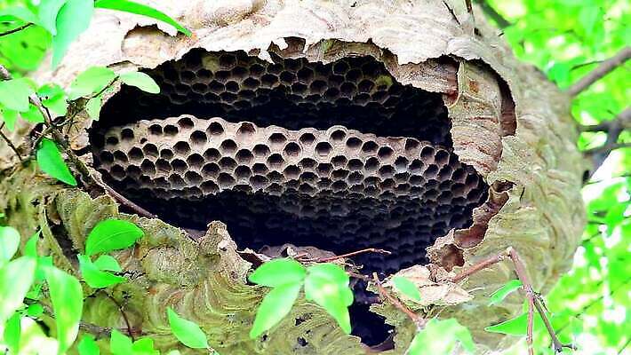 나무 동물 공원 종이 곤충 잎 날개 자연 지붕 매달리기 경비 사람없음 야외 초록색 여름 정원 봄 줄무늬 발코니 분노 나뭇가지 구멍 해충 벌레 둥지 말벌 위험 공격 벌 묘사 먼지 찌르기 벌집 내추럴 공격적 드론 소셜 식민지 MOV 해외동영상 클립영상 식물 계절 공공시설 감정 컬러 컨셉 무늬 모션 안전 보호 벌_곤충 생태계 동영상 파일형식