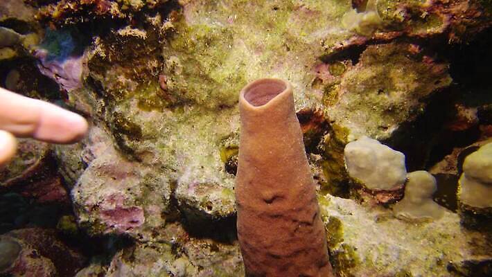 동물 야생동물 바다 백그라운드 자연 무척추동물 이집트 어류 사람없음 빨간색 물 햇빛 바닷속 수중 수영 흰색 가시 산호 산호초 생태계 스쿠버다이빙 소금 암초 홍해 튜브 해파리 스펀지 깊이 동물상 소금물 이국적 4K MP4 해외동영상 클립영상 자연요소 컬러 아프리카 태양 조형물 수중동물 수상스포츠 수중식물 자포동물 동영상 파일형식