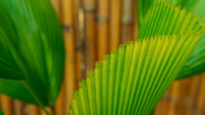 식물 벽 컬러 백그라운드 잎 꽃무늬 패턴 오렌지 자연 추상 따뜻함 손바닥 미술 경사 사람없음 장식 초록색 여름 햇빛 노란색 우주 정원 스파 봄 줄무늬 수확 나뭇가지 신선 뜨거움 묘사 질감 내추럴 강렬 그런지 생태학 이국적 미니멀 MOV 해외동영상 클립영상 나무 손 계절 교육 꽃 무늬 농업 과일 문화예술 태양 생태계 동영상 파일형식