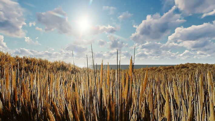 식물 계절 줄기 밭 농업 자연 하늘 옥수수 씨앗 사람없음 농작물 햇빛 태양 농장 농경지 노란색 환경 성장 시골 땅 밀 호밀 4K MOV 해외동영상 클립영상 자연요소 산업 컬러 곡류 생태계 동영상 파일형식