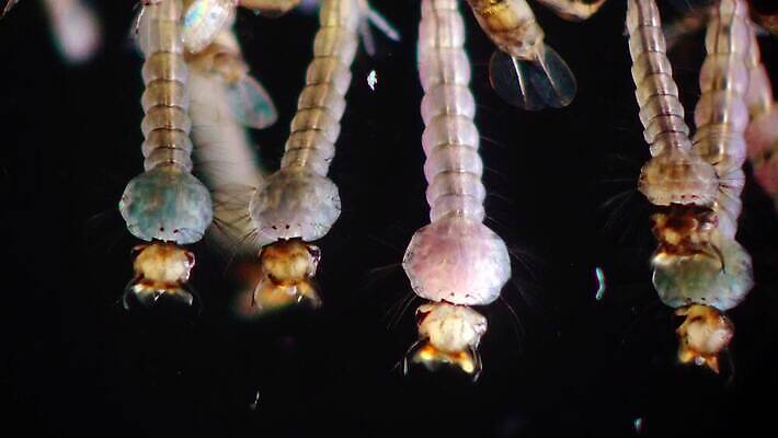 동물 야생동물 바다 곤충 자연 무척추동물 사람없음 물 환경 바닷속 수중 지중해 생태계 생물학 수족관 애벌레 토막 동물상 모기 생태학 우크라이나 4K 저서생물 MP4 해외동영상 클립영상 자연요소 교육 유럽 생물 조형물 해충 벌레 동영상 파일형식