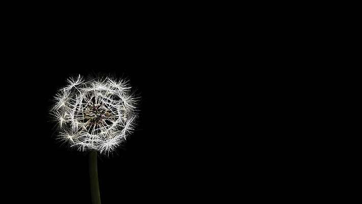 식물 꽃 백그라운드 자연 바람 씨앗 사람없음 민들레 꽃가루 4K MP4 해외동영상 클립영상 자연요소 날씨 가루 생태계 동영상 파일형식