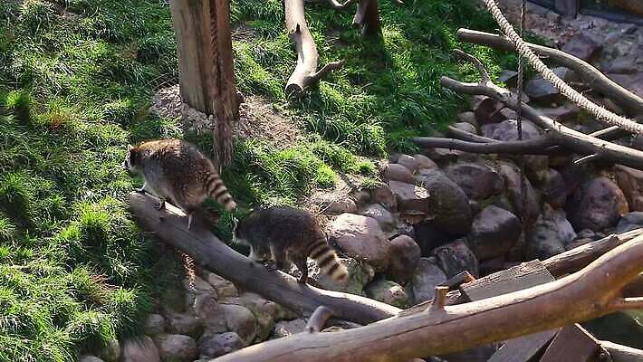 나무 동물 응시 공원 야생동물 포유류 자연 털 동물원 사람없음 가로 초록색 반려동물 컬러풀 갈색 걷기 미국 게임 숲 큼 모피 호기심 꼬리 귀 육식동물 솜털 송곳니 동물상 총구 MOV 해외동영상 클립영상 식물 시선 공공시설 감정 컬러 컨셉 북아메리카 모션 놀이 신체부위 조형물 치아 크기 생태계 동영상 파일형식