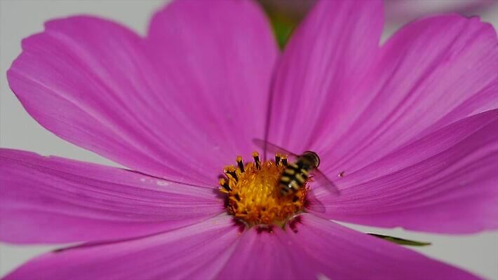 식물 동물 꽃잎 꽃 야생동물 곤충 꽃무늬 자연 사람없음 빨간색 초록색 여름 정원 벚꽃 닫기 수분 벌 수집 원예 꽃가루 꿀 동영상 내추럴 4K MP4 해외동영상 클립영상 계절 컬러 무늬 모션 취미 가루 생태계 파일형식