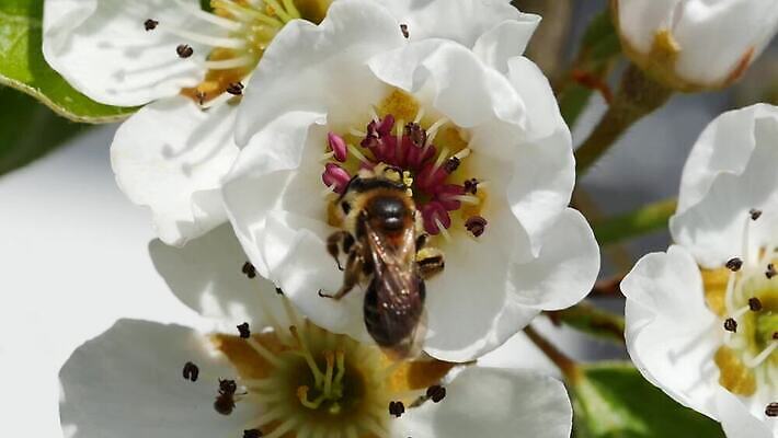 나무 계절 꽃잎 꽃 곤충 꽃무늬 자연 사람없음 정원 봄 벚꽃 나뭇가지 개화 닫기 선택 꿀벌 수분 벌 묘사 꽃가루 노력 꿀 벌집 양봉 MP4 해외동영상 클립영상 식물 동물 컨셉 무늬 모션 벌_곤충 가루 생태계 동영상 파일형식
