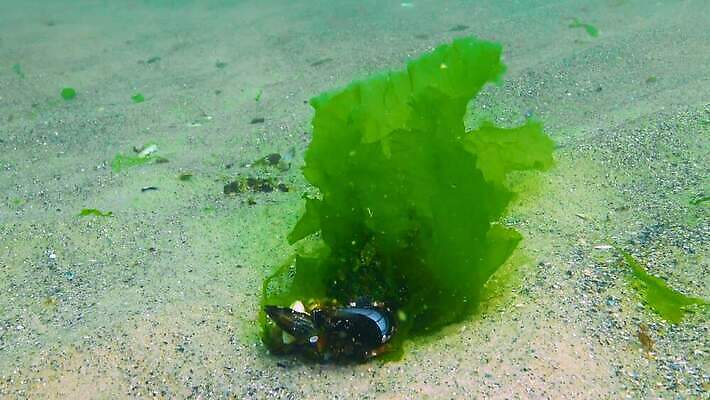 식물 야생동물 바다 자연 사람없음 초록색 물 세계 환경 바닷속 수중 해조류 생태계 생물학 광합성 산화 생태학 소금물 4K 수중영상 MP4 해외동영상 클립영상 자연요소 동물 교육 컬러 해양식물 동영상 파일형식