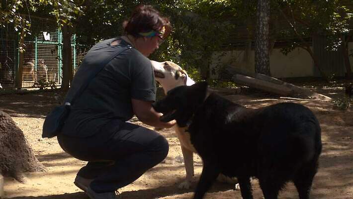 동물 컨셉 자연 친절 건강 사랑 야외 두명 울타리 반려동물 만지기 봉사 도움 개 먹이 먹기 배고픔 새장 노숙자 4K MOV 해외동영상 클립영상 감정 포유류 모션 사람 담장 생태계 동영상 케이지 파일형식