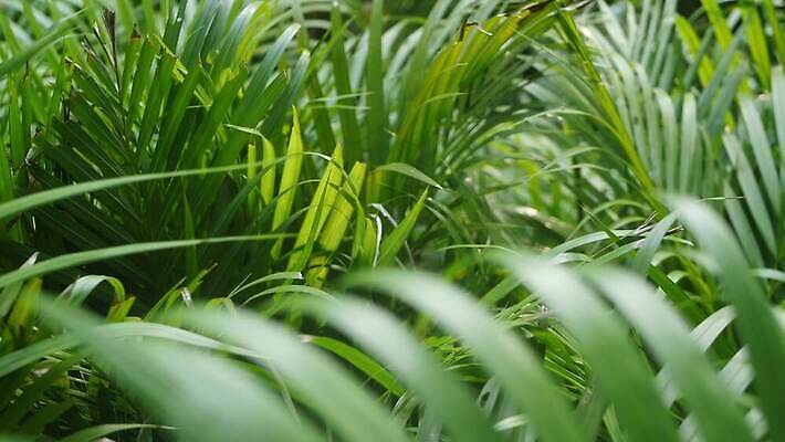 식물 디자인 계절 백그라운드 잎 패턴 자연 추상 열대 사람없음 장식 초록색 햇빛 유행 정원 맑음 봄 줄무늬 나뭇가지 신선 숲 열대우림 유기농 내추럴 블러 생태학 이국적 4K MP4 해외동영상 클립영상 나무 웰빙 교육 컬러 무늬 날씨 태양 생태계 동영상 파일형식