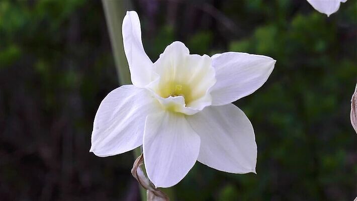 식물 꽃잎 꽃 줄기 컬러 꽃무늬 전구 자연 사람없음 초록색 정원 개화 황무지 전기에너지 원예 아로마 수선화 영원 필라멘트 MP4 해외동영상 클립영상 무늬 취미 에너지 생태계 동영상 파일형식