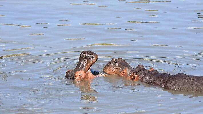 동물 커플 야생동물 2 포유류 자연 놀이 사람없음 물 강 햇빛 맑음 수영 오픈 입 닫기 치아 각도 하마 MOV 해외동영상 클립영상 자연요소 관계 모션 날씨 신체부위 태양 수상스포츠 소화기관 생태계 동영상 파일형식