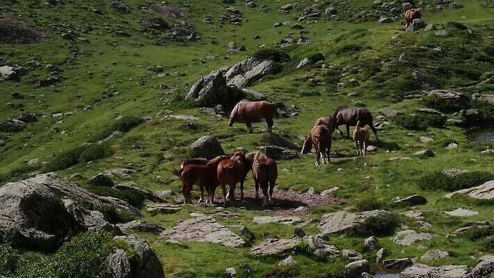동물 공원 밭 포유류 자연 하늘 산 풍경 초원 사람없음 야외 초록색 여름 농장 갈색 평화 환경 계곡 악단 그룹 군중 밤 방목 언덕 수유 시베리아 찰과상 4K MP4 해외동영상 클립영상 계절 공공시설 음악 컬러 컨셉 농업 사람 견과류 축산업 상처 생태계 동영상 파일형식
